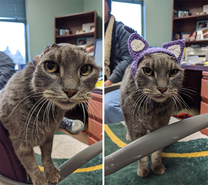 Meet Lady In A Fur Coat, Or Lady For Short!