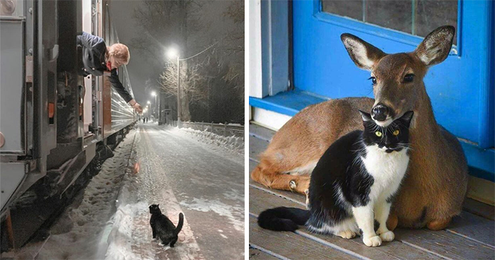 50 Of The Most Wholesome Cat Posts That Warmed Many People’s Hearts