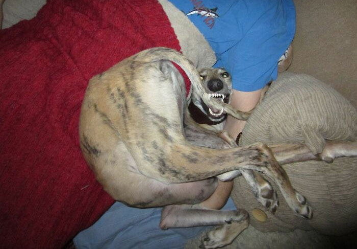 Hey Pandas, Post The Derpiest Photo Of Your Pet That You Have (Closed)