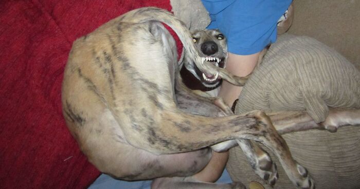 Hey Pandas, Post The Derpiest Photo Of Your Pet That You Have (Closed)