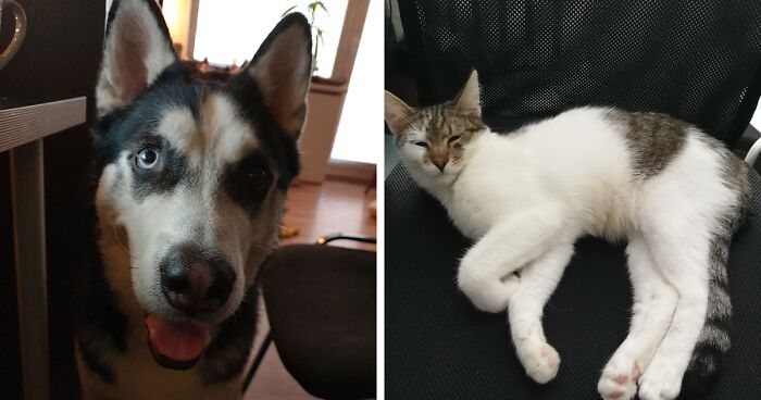 Hey Pandas, Show Us What Your Pet Is Doing Right Now (Closed)