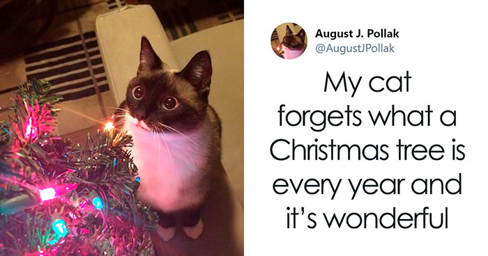 Hey Pandas, What Is The Funniest Tweet You’ve Read? (Closed)