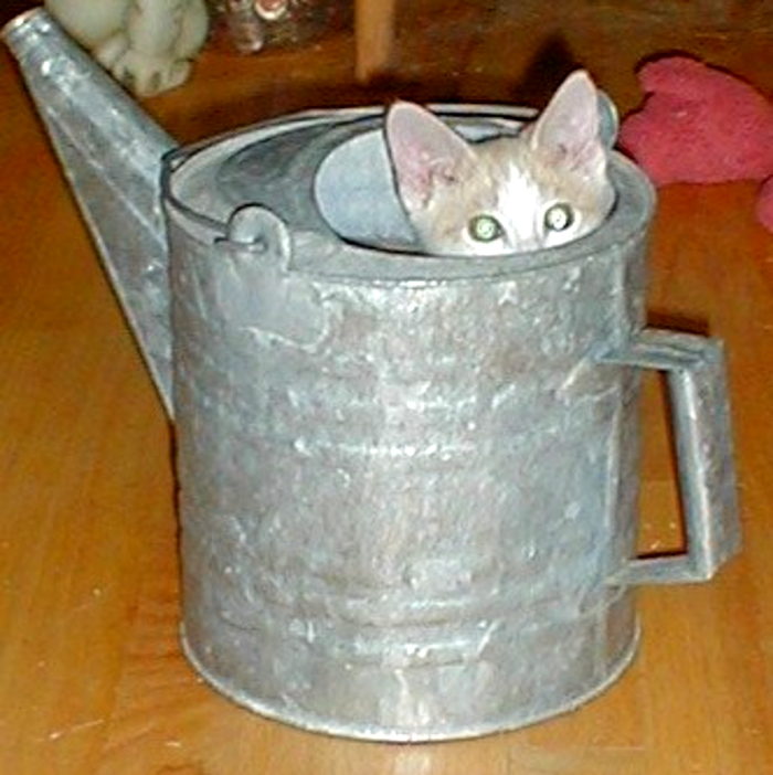 Proven - Cats Are A Liquid