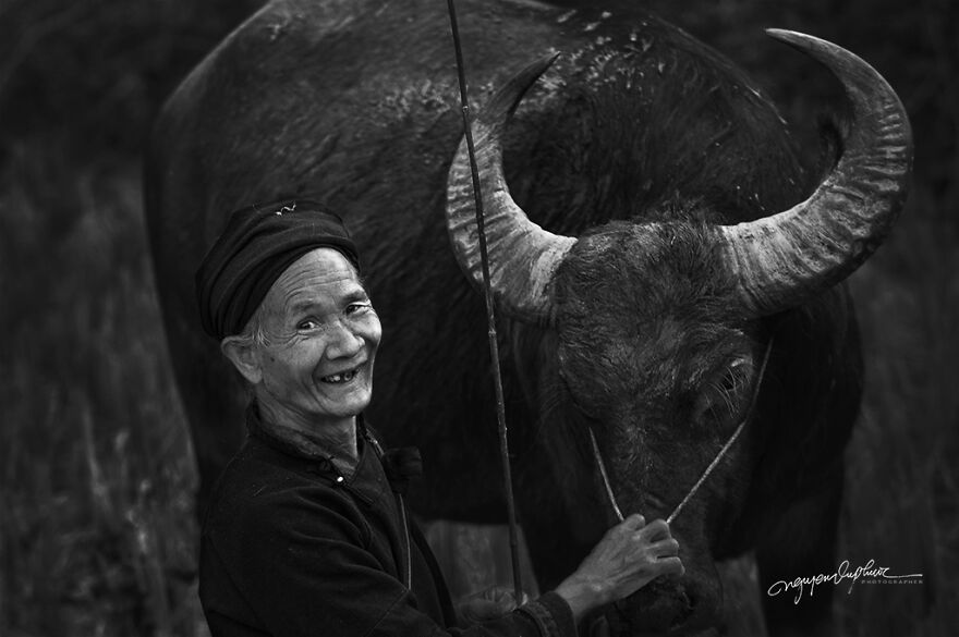 My 29 Pictures That Show The Relationship Between Buffalos And Vietnamese Farmers