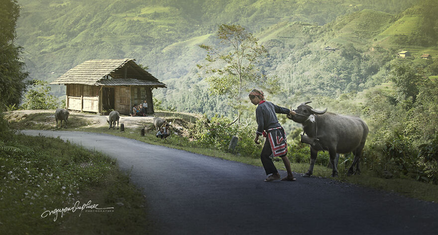 My 29 Pictures That Show The Relationship Between Buffalos And Vietnamese Farmers