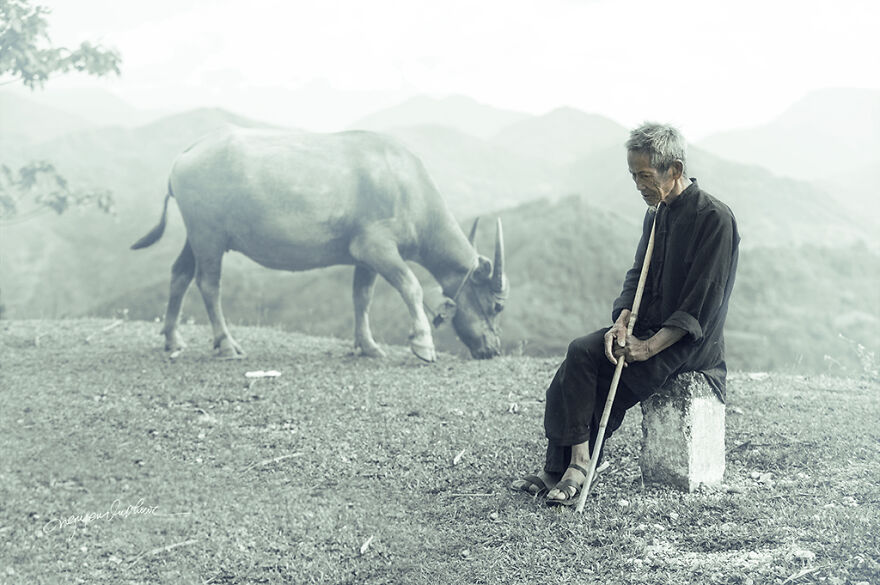 My 29 Pictures That Show The Relationship Between Buffalos And Vietnamese Farmers