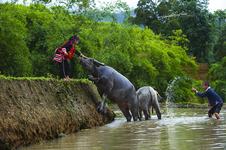 My 29 Pictures That Show The Relationship Between Buffalos And Vietnamese Farmers