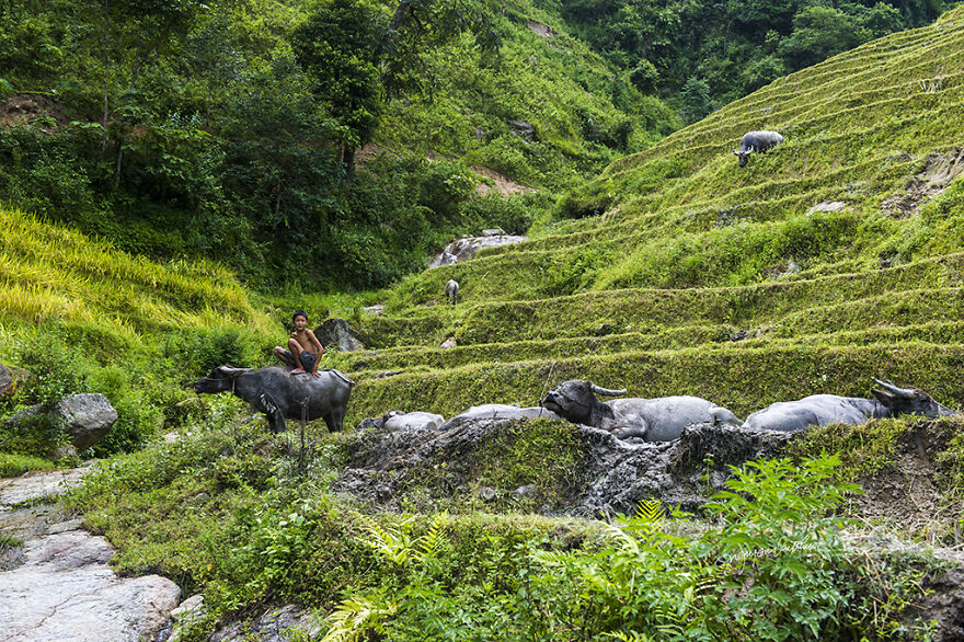 My 29 Pictures That Show The Relationship Between Buffalos And Vietnamese Farmers