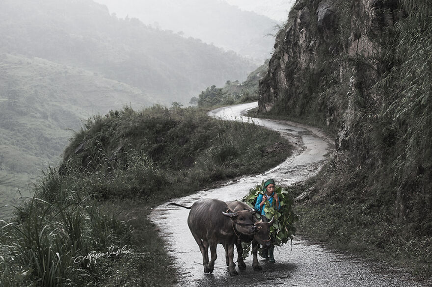 My 29 Pictures That Show The Relationship Between Buffalos And Vietnamese Farmers