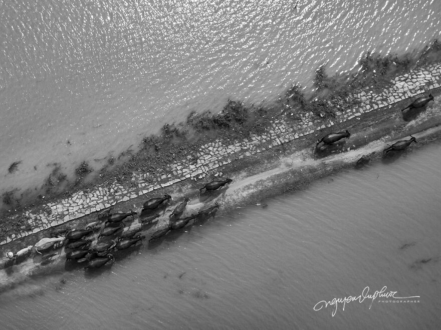 My 29 Pictures That Show The Relationship Between Buffalos And Vietnamese Farmers