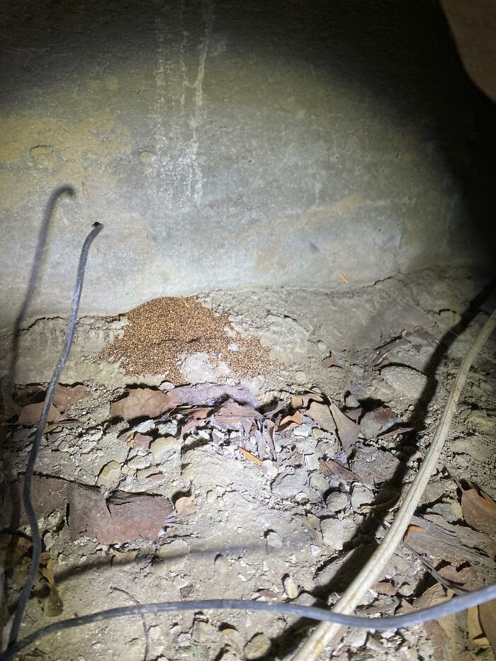 Horrible-Structural-Inspections