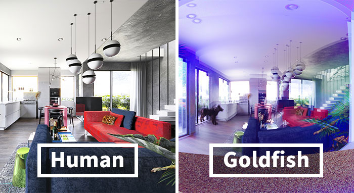 Here’s How These 7 Pets See The World Around Them