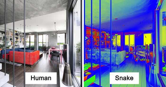 Here’s How These 7 Pets See The World Around Them