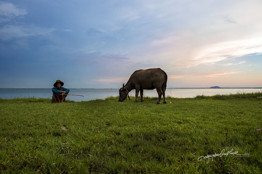 My 29 Pictures That Show The Relationship Between Buffalos And Vietnamese Farmers