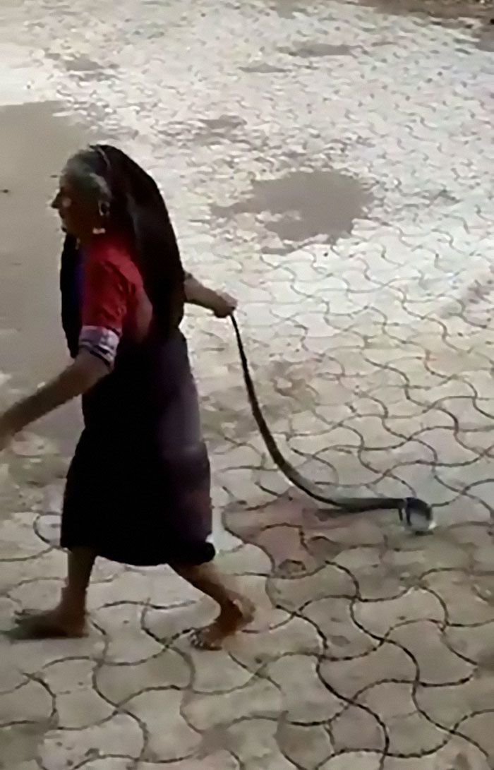 Old Lady India Yeets A Cobra That Wandered Into Her Home
