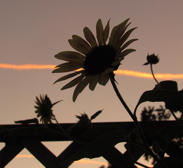 I Am A 12-Year-Old Who Just Wants To Spread Joy With My Photography