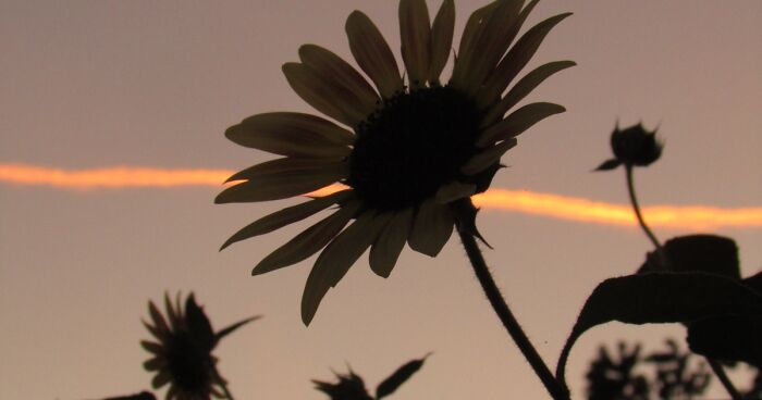 I Am A 12-Year-Old Who Just Wants To Spread Joy With My Photography