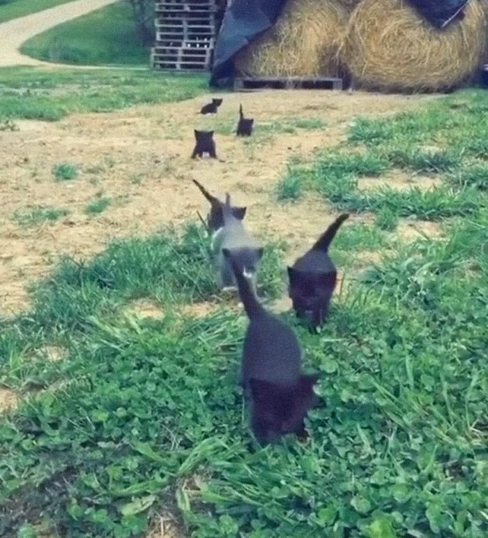 Criminals Are Coming, Hide Everyone!