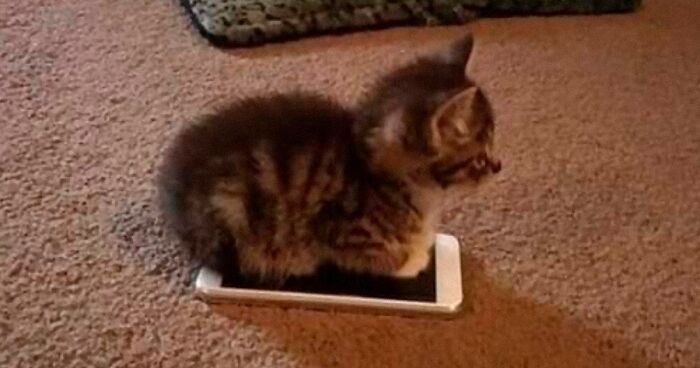 This Online Group Celebrates Kittens That Are ‘Illegally Smol’ And Here Are 50 Of The Most Adorable Pics