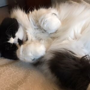 clairetrivedi avatar