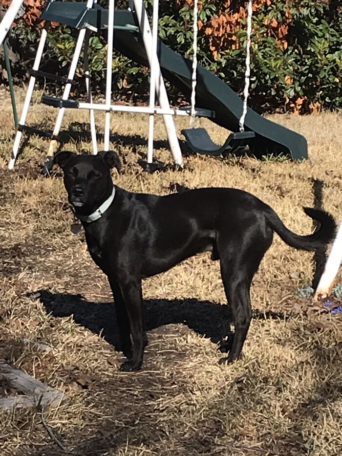 Oh Just Odie Chasing Squirrels And Givin Me The Stink Eye