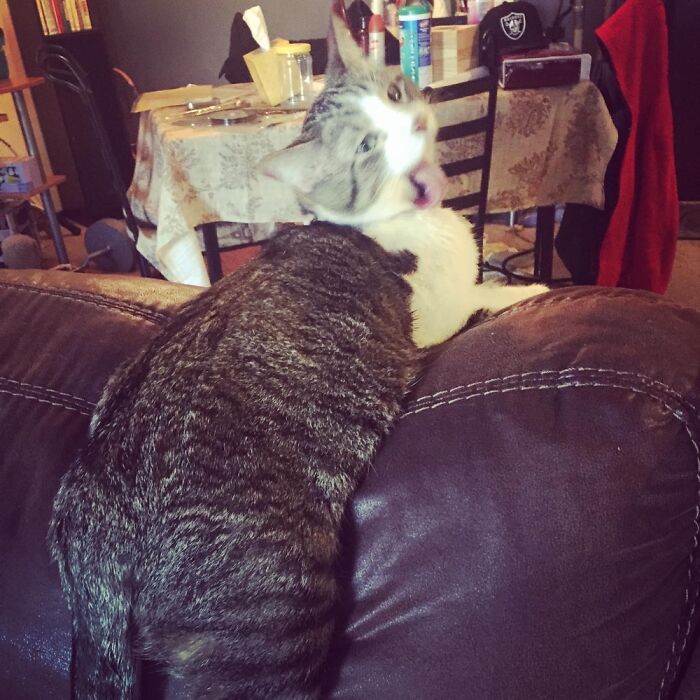 My Favorite Friend Diesel. Has Yet To Figure Out How To Correctly Use A Couch.