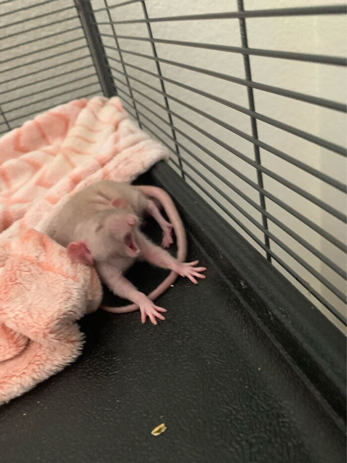 Wally The Unfortunate Looking Hairless Rat Mid Yawn