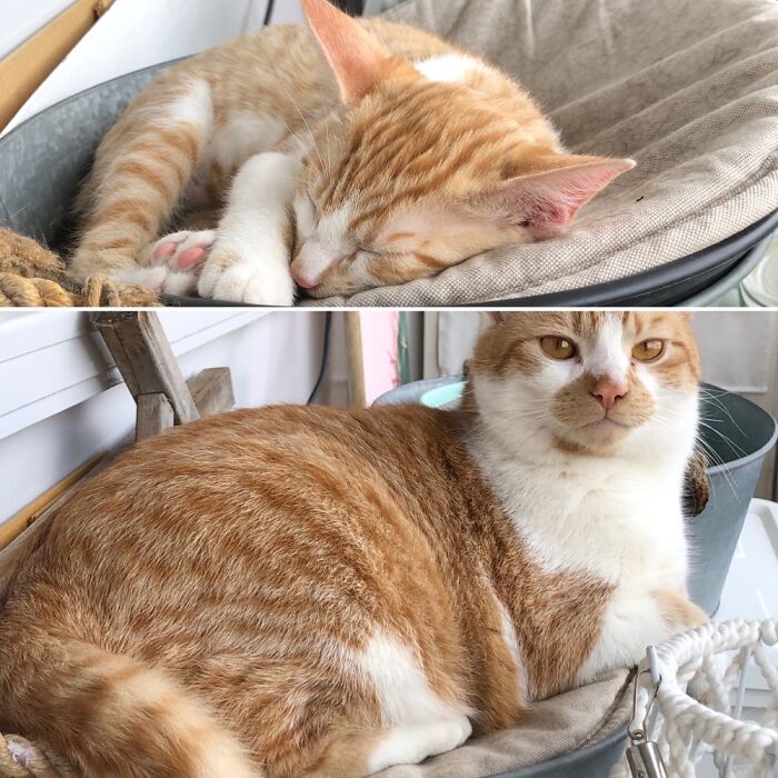 Tony, 1 Yr. In The Same Comfy Bed