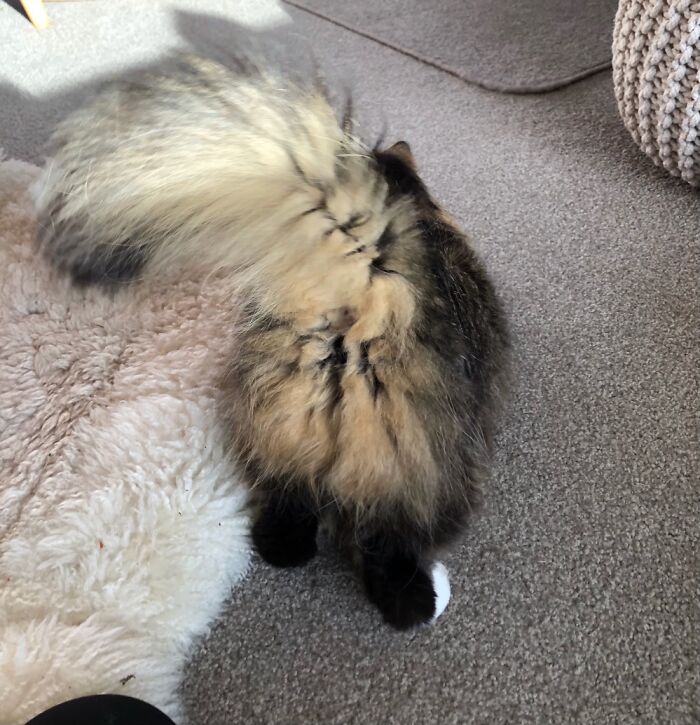 Sparrow Forgot What She Was Doing Halfway Through Lying Down.