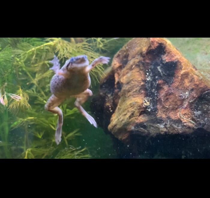 My Strange Dog Really Likes To Swim