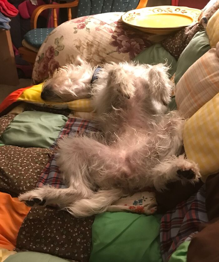 Pippen Always Slept Like This