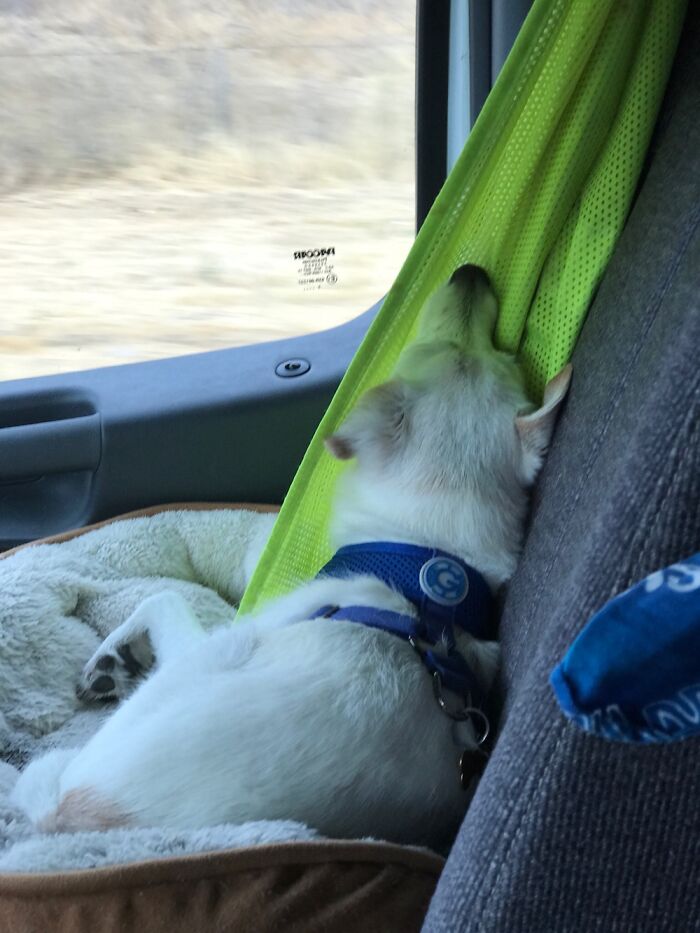 Shiloh Asleep In The Cab Of My Semi