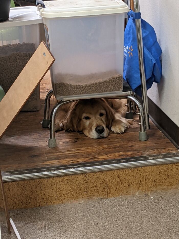 We Were Cleaning And Found Mouse Poo Julian Had To Be Blocked Off As He Can Open Doors. Not Hap