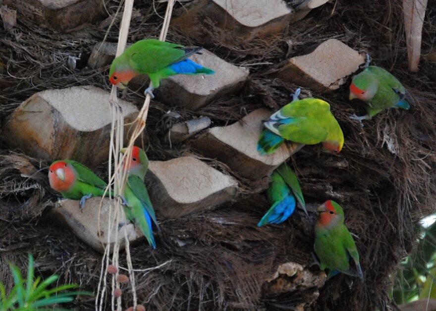 A Flock Of Wild Lovebirds Visited My Neighbor's Palm Tree. It Was Magical!