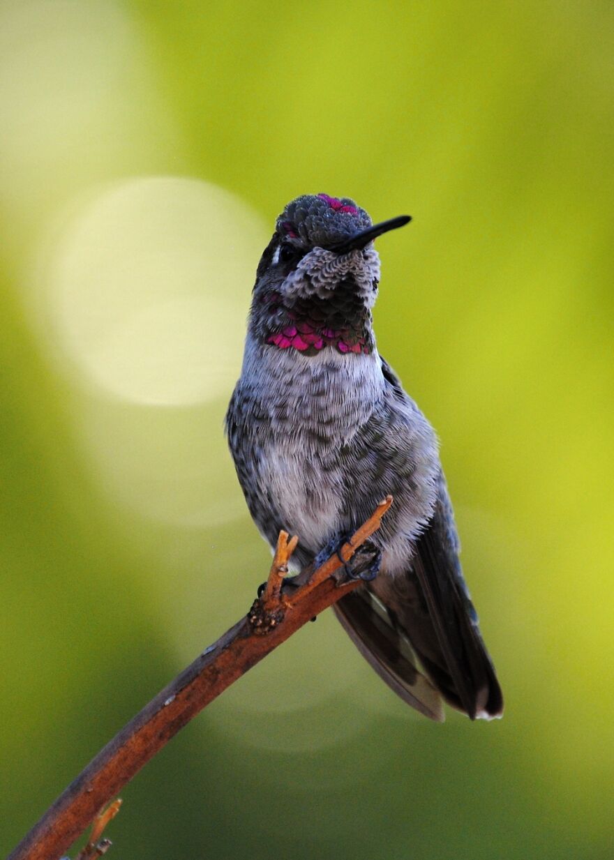 This Lovely Anna's Hummingbird Lives In My Backyard. She Got Use To Me And My Camera