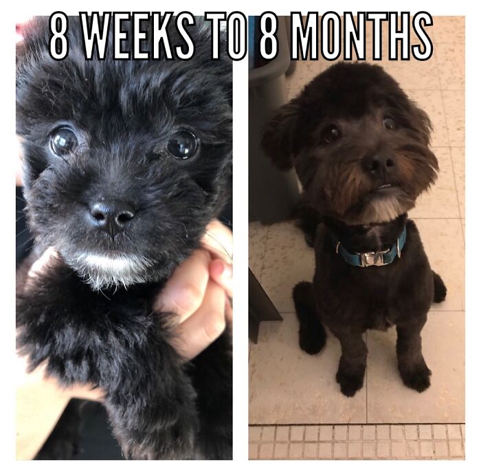 This Is Peanut! I’m Currently Traveling And Miss Him So Much :(