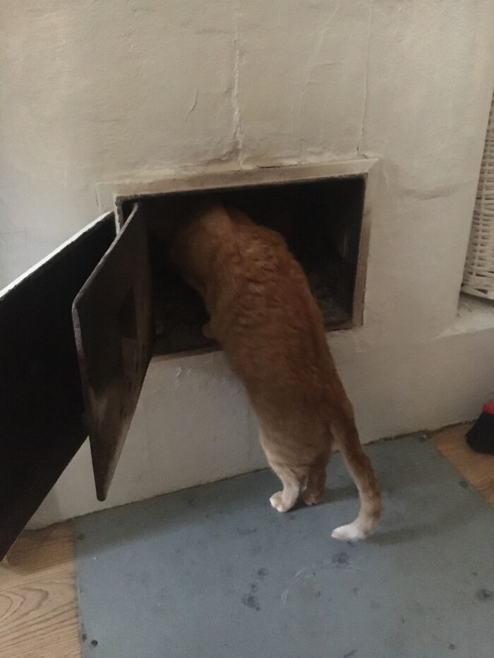 My Cat, Hektor, Is Inspecting The Chimney Before The Heating Season^^