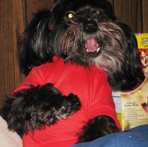 Beware Zach The Devil Dog