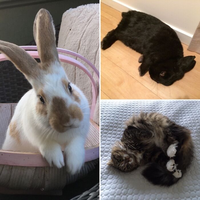 Sparrow Da Cat, Heikki The Black Hole, And Spike-In-A-Basket