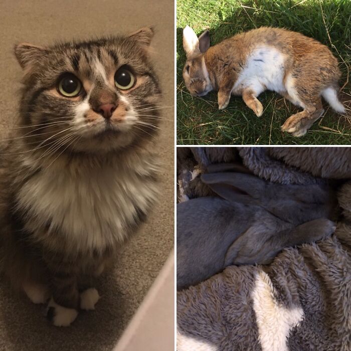 Sparrow Da Cat, Biscuit In The Grass, And Pepper In My Dressing Gown