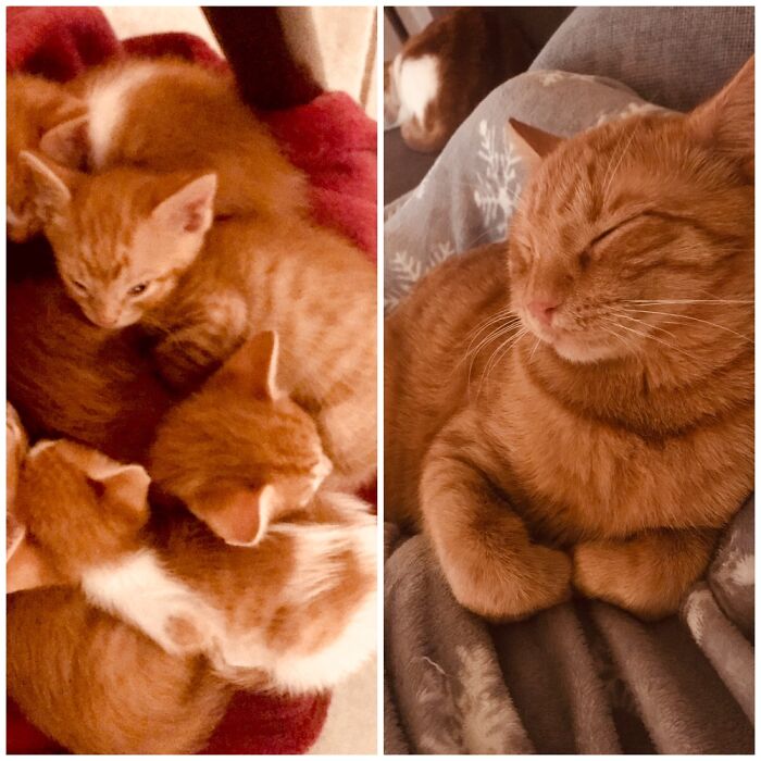 Talisker :) We Took In His Mom Not Knowing She Was Pregnant And Got To Keep Him At The End