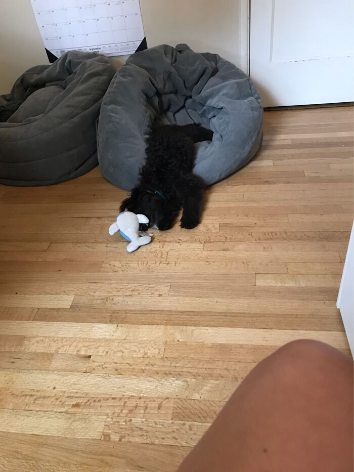 When My Dog Lies On The Beanbag He Drops His Toy And Is Too Lazy To Just Get Up And Get It Lol