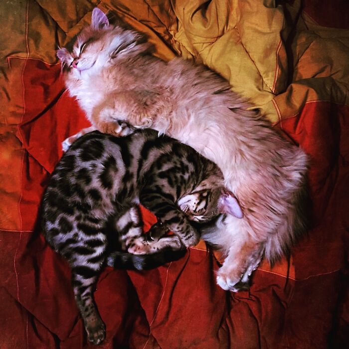 Gummi And Tum-Tum Enjoying Cuddle Sleeps