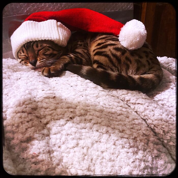 Tum-Tum At Christmas