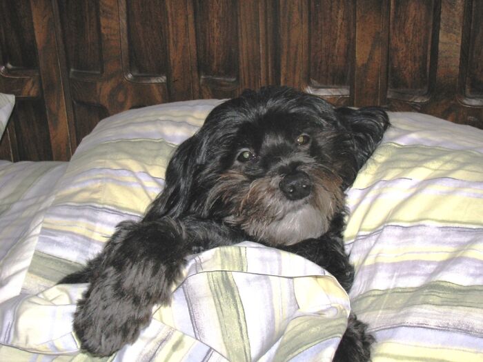 I Always Considered Zach (Rip) More Humanoid Than Dog