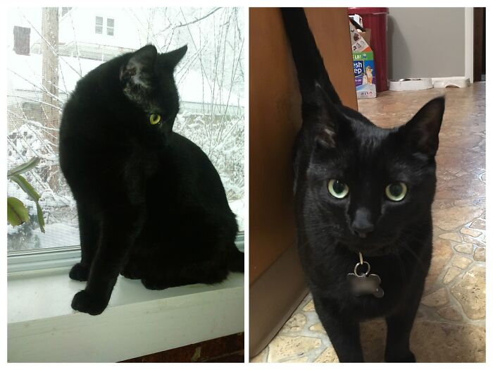 Sir Arthur Guinness, King Of The Britains, 2011 vs. 2016 (Couldn't Find A Good Pic Of Him From 2020)