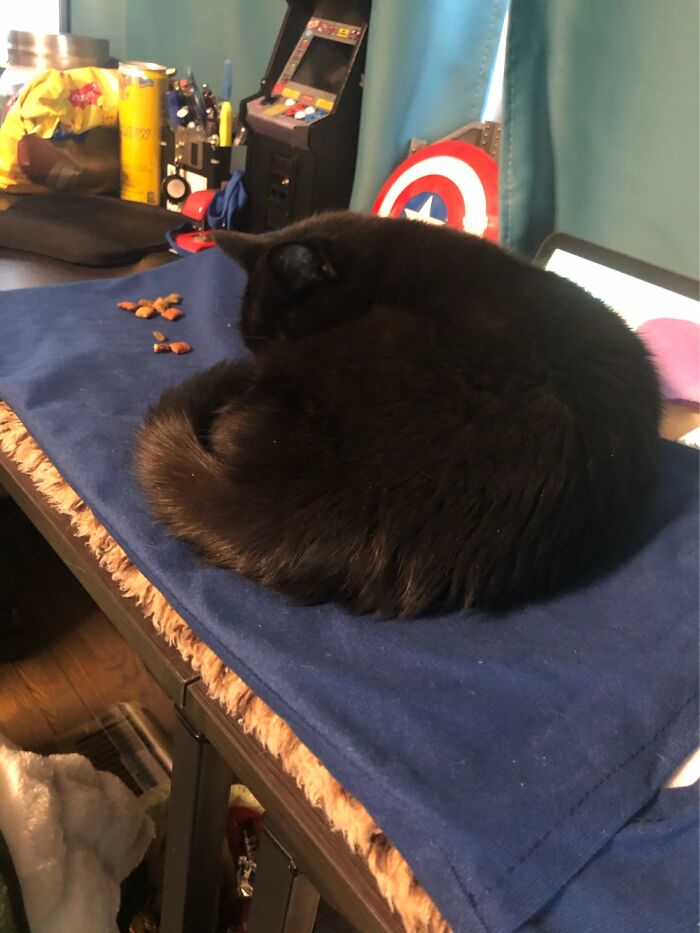 Soon To Be 18 Years Old In March. She Gets Her Own Heating Pad On The Desk To Sleep On.
