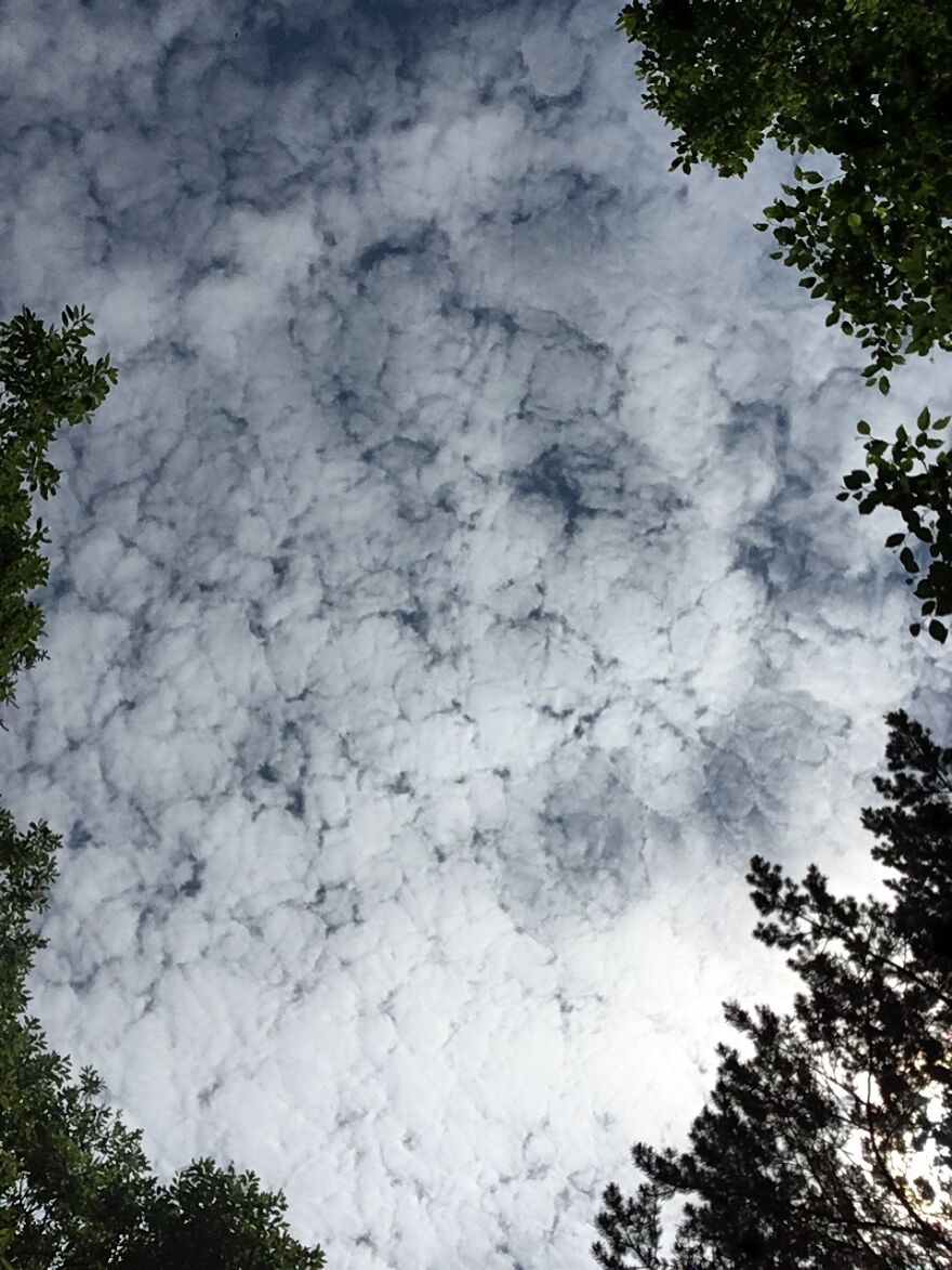 Cauliflower Or Clouds?