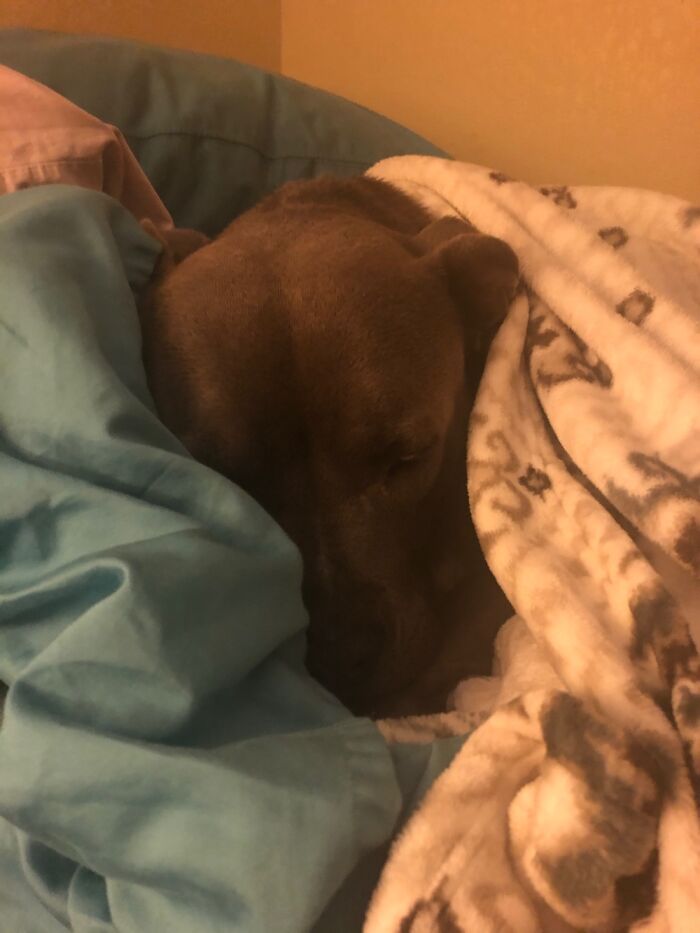 My Sweet Boy Thor. He’s A Tad Bit Spoiled