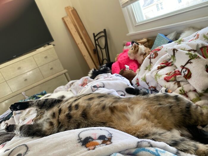 Joey Sleeps Pike This Most Of The Time. And Lets Me Pet The Belly.